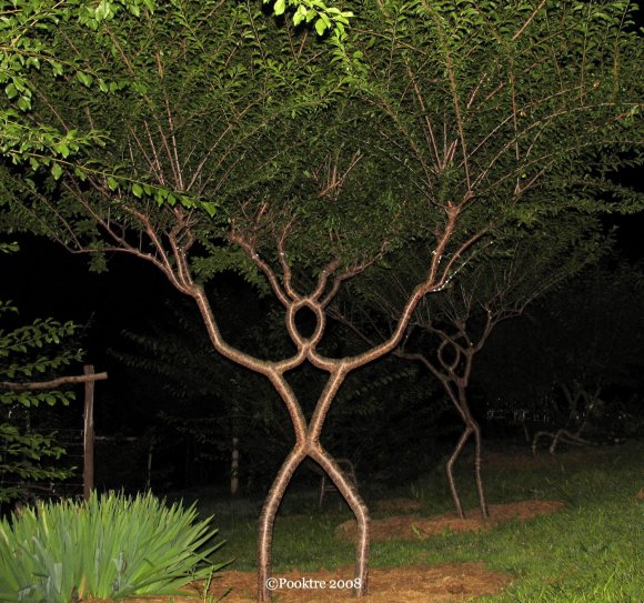 Pooktre-man-tree-shape